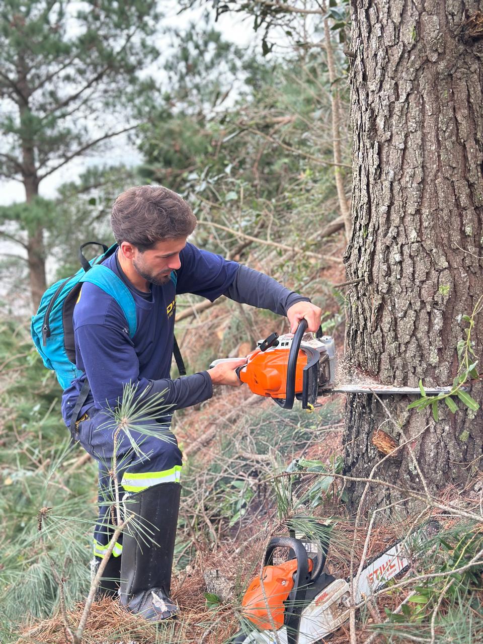 Equipe trabalhando em poda de árvore